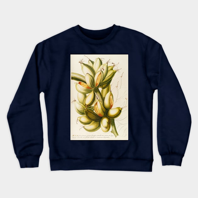 Banana - Musa fruit - Botanical Illustration Crewneck Sweatshirt by chimakingthings